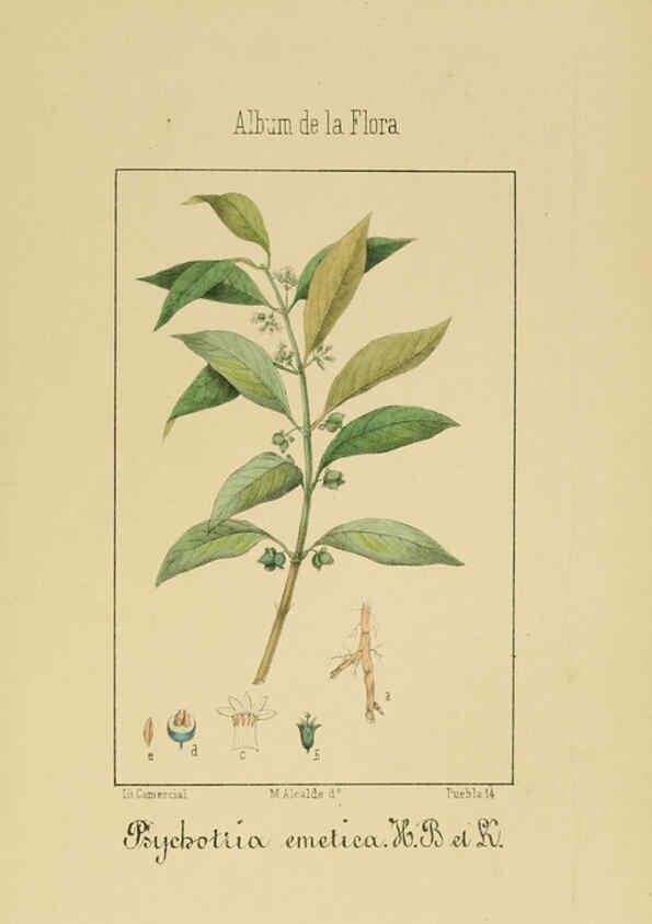 Reproducción/Reproduction 6011787903: Album de la flora médico-farmacéutica é industrial, indígena y exótica Madrid,Impr. de la Galeria literaria,1862-64