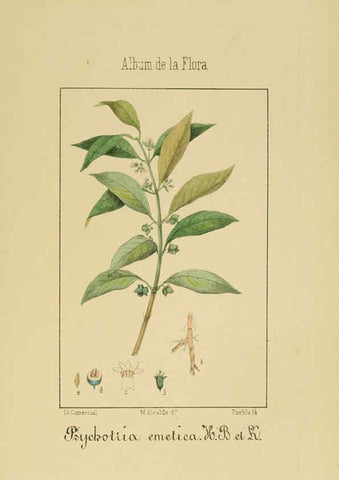 Reproducción/Reproduction 6011787903: Album de la flora médico-farmacéutica é industrial, indígena y exótica Madrid,Impr. de la Galeria literaria,1862-64