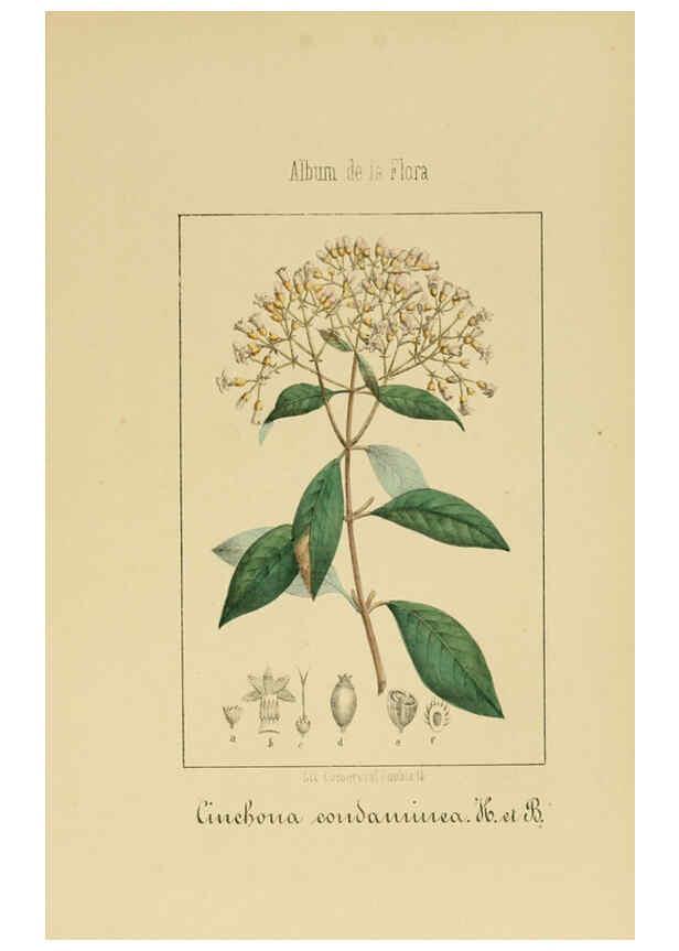 Reproducción/Reproduction 6012335630: Album de la flora médico-farmacéutica é industrial, indígena y exótica Madrid,Impr. de la Galeria literaria,1862-64