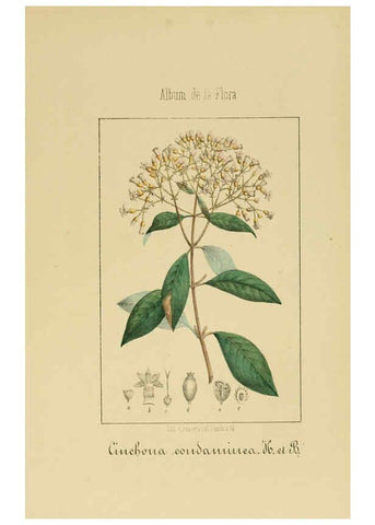 Reproducción/Reproduction 6012335630: Album de la flora médico-farmacéutica é industrial, indígena y exótica Madrid,Impr. de la Galeria literaria,1862-64