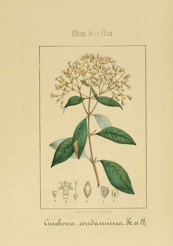 Reproducción/Reproduction 6012335630: Album de la flora médico-farmacéutica é industrial, indígena y exótica Madrid,Impr. de la Galeria literaria,1862-64