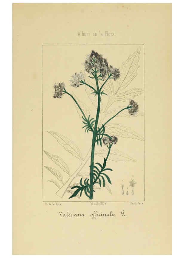 Reproducción/Reproduction 6012335850: Album de la flora médico-farmacéutica é industrial, indígena y exótica Madrid,Impr. de la Galeria literaria,1862-64