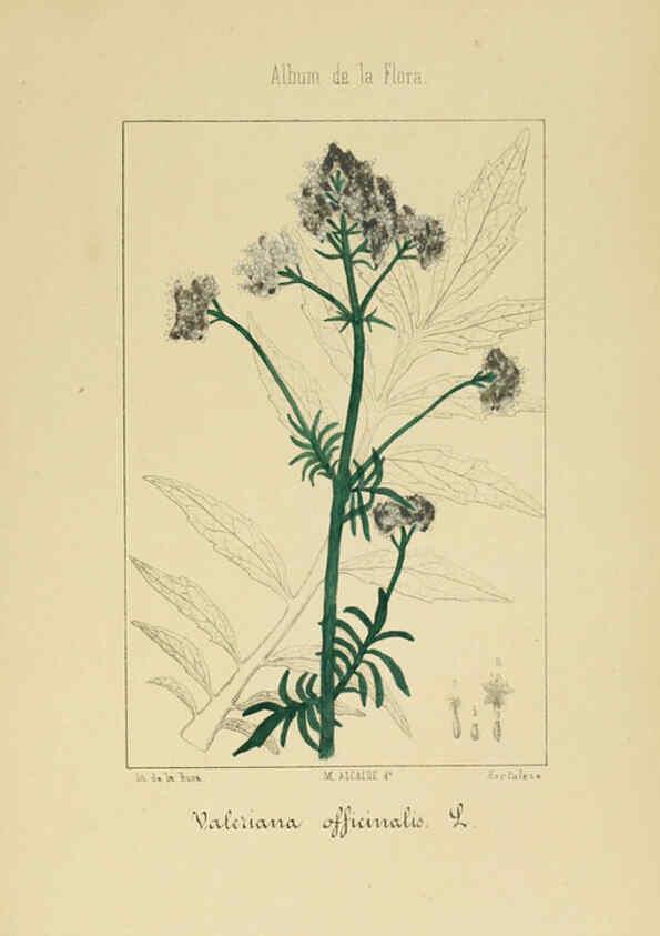 Reproducción/Reproduction 6012335850: Album de la flora médico-farmacéutica é industrial, indígena y exótica Madrid,Impr. de la Galeria literaria,1862-64