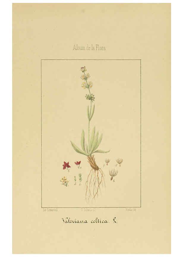 Reproducción/Reproduction 6012336082: Album de la flora médico-farmacéutica é industrial, indígena y exótica Madrid,Impr. de la Galeria literaria,1862-64