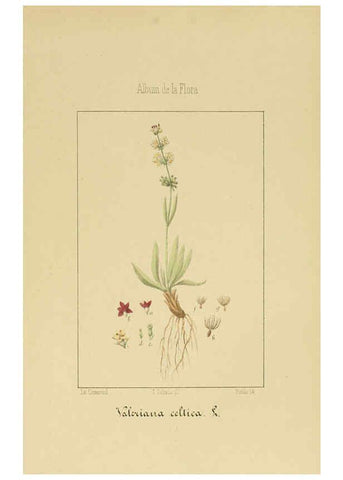 Reproducción/Reproduction 6012336082: Album de la flora médico-farmacéutica é industrial, indígena y exótica Madrid,Impr. de la Galeria literaria,1862-64