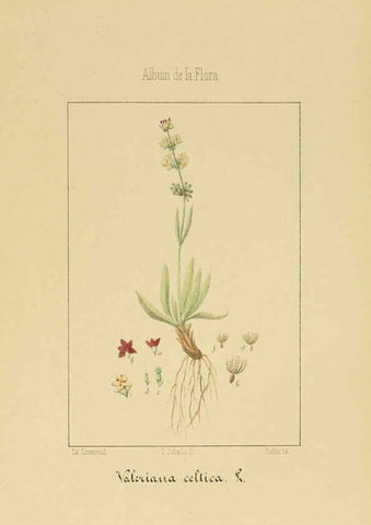 Reproducción/Reproduction 6012336082: Album de la flora médico-farmacéutica é industrial, indígena y exótica Madrid,Impr. de la Galeria literaria,1862-64