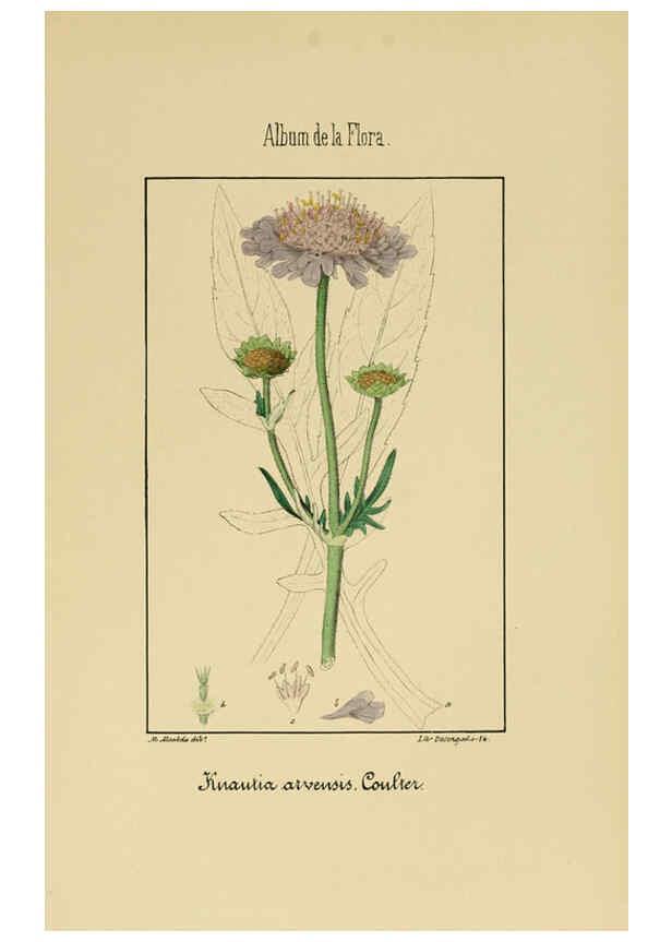 Reproducción/Reproduction 6012336378: Album de la flora médico-farmacéutica é industrial, indígena y exótica Madrid,Impr. de la Galeria literaria,1862-64