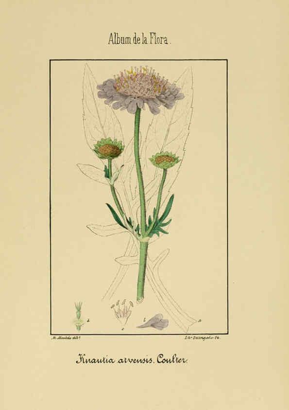 Reproducción/Reproduction 6012336378: Album de la flora médico-farmacéutica é industrial, indígena y exótica Madrid,Impr. de la Galeria literaria,1862-64