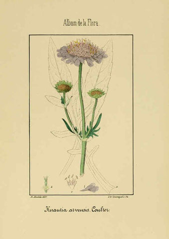 Reproducción/Reproduction 6012336378: Album de la flora médico-farmacéutica é industrial, indígena y exótica Madrid,Impr. de la Galeria literaria,1862-64