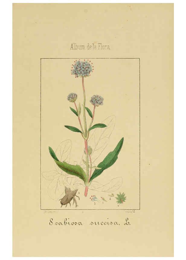 Reproducción/Reproduction 6011789409: Album de la flora médico-farmacéutica é industrial, indígena y exótica Madrid,Impr. de la Galeria literaria,1862-64