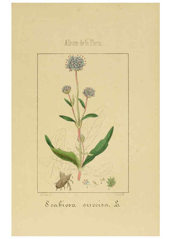 Reproducción/Reproduction 6011789409: Album de la flora médico-farmacéutica é industrial, indígena y exótica Madrid,Impr. de la Galeria literaria,1862-64
