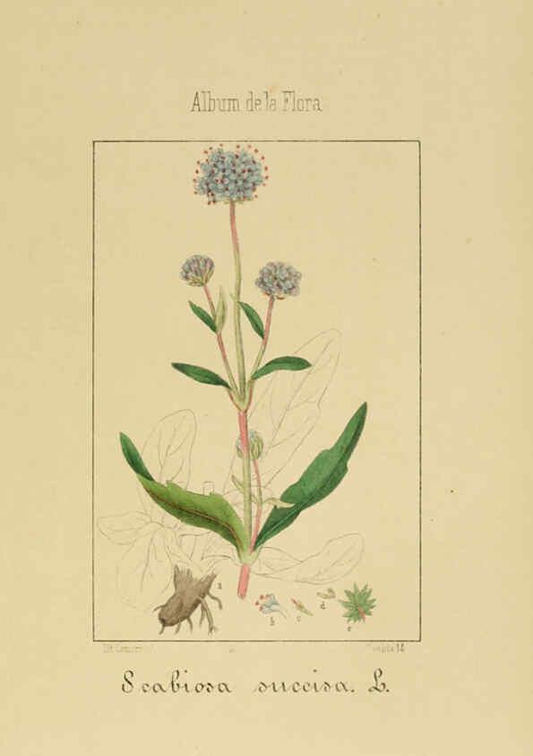 Reproducción/Reproduction 6011789409: Album de la flora médico-farmacéutica é industrial, indígena y exótica Madrid,Impr. de la Galeria literaria,1862-64