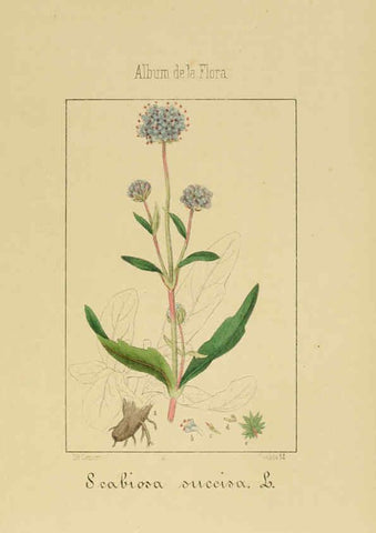 Reproducción/Reproduction 6011789409: Album de la flora médico-farmacéutica é industrial, indígena y exótica Madrid,Impr. de la Galeria literaria,1862-64