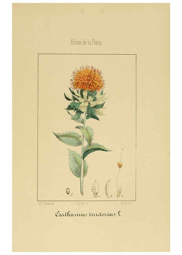 Reproducción/Reproduction 6011789655: Album de la flora médico-farmacéutica é industrial, indígena y exótica Madrid,Impr. de la Galeria literaria,1862-64