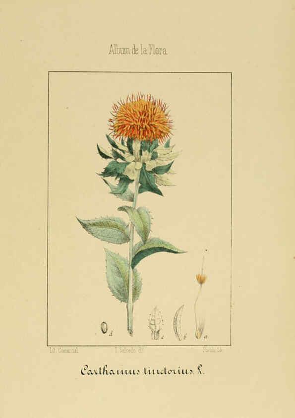 Reproducción/Reproduction 6011789655: Album de la flora médico-farmacéutica é industrial, indígena y exótica Madrid,Impr. de la Galeria literaria,1862-64