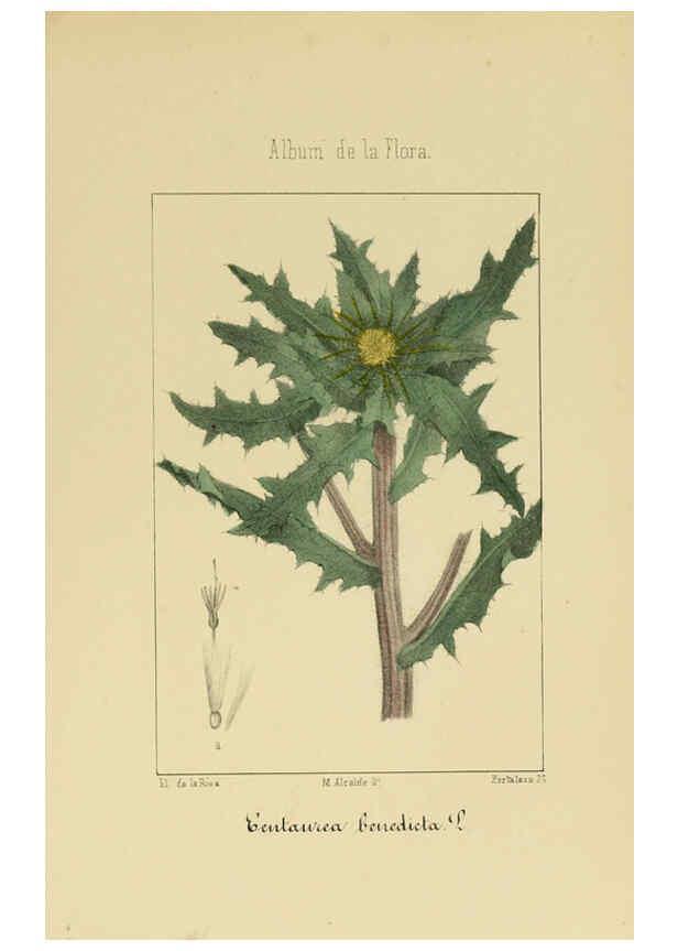 Reproducción/Reproduction 6011790281: Album de la flora médico-farmacéutica é industrial, indígena y exótica Madrid,Impr. de la Galeria literaria,1862-64
