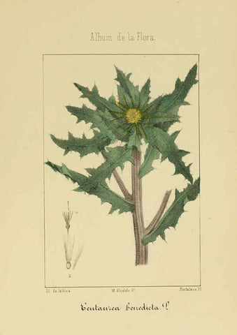 Reproducción/Reproduction 6011790281: Album de la flora médico-farmacéutica é industrial, indígena y exótica Madrid,Impr. de la Galeria literaria,1862-64