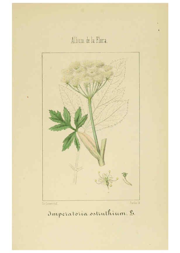 Reproducción/Reproduction 6012332164: Album de la flora médico-farmacéutica é industrial, indígena y exótica Madrid,Impr. de la Galeria literaria,1862-64