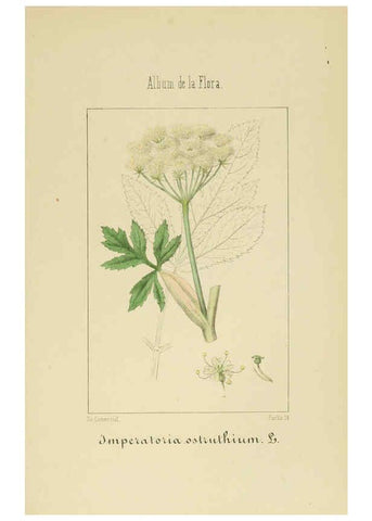 Reproducción/Reproduction 6012332164: Album de la flora médico-farmacéutica é industrial, indígena y exótica Madrid,Impr. de la Galeria literaria,1862-64