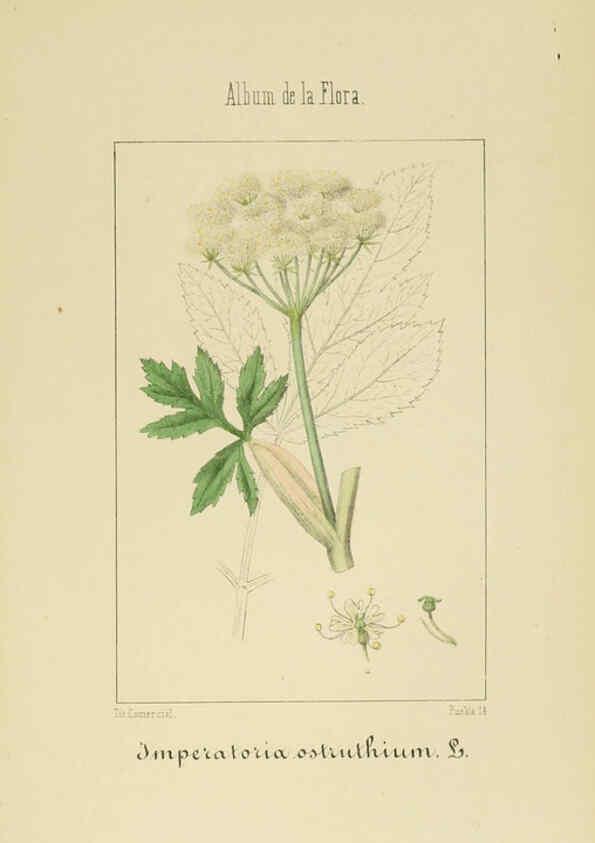 Reproducción/Reproduction 6012332164: Album de la flora médico-farmacéutica é industrial, indígena y exótica Madrid,Impr. de la Galeria literaria,1862-64