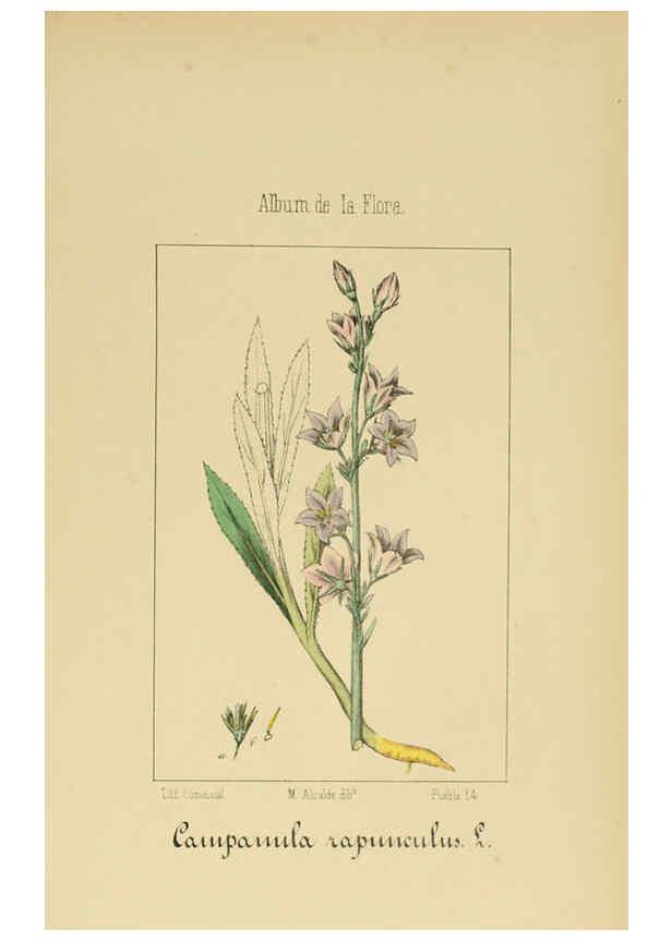 Reproducción/Reproduction 6012342750: Album de la flora médico-farmacéutica é industrial, indígena y exótica Madrid,Impr. de la Galeria literaria,1862-64
