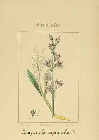 Reproducción/Reproduction 6012342750: Album de la flora médico-farmacéutica é industrial, indígena y exótica Madrid,Impr. de la Galeria literaria,1862-64