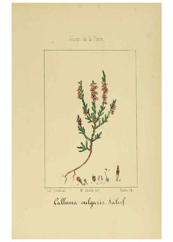 Reproducción/Reproduction 6011796359: Album de la flora médico-farmacéutica é industrial, indígena y exótica Madrid,Impr. de la Galeria literaria,1862-64