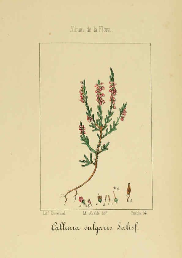 Reproducción/Reproduction 6011796359: Album de la flora médico-farmacéutica é industrial, indígena y exótica Madrid,Impr. de la Galeria literaria,1862-64