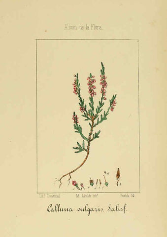 Reproducción/Reproduction 6011796359: Album de la flora médico-farmacéutica é industrial, indígena y exótica Madrid,Impr. de la Galeria literaria,1862-64