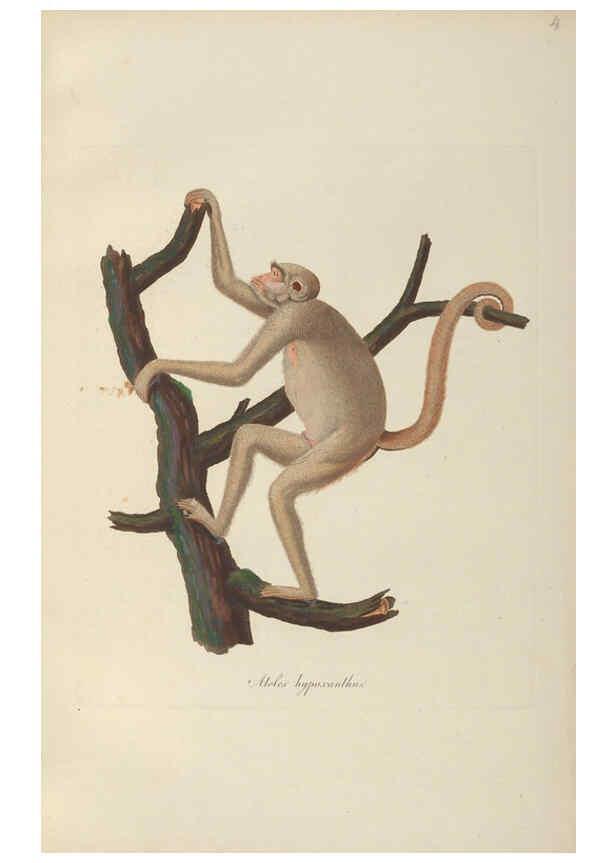 Reproducción/Reproduction 6012402450: Abbildungen zur Naturgeschichte Brasiliens Weimar :im Verlage des Grossherzogl. Sächs. priv. Landes-Industrie-Comptoirs,1822-1831