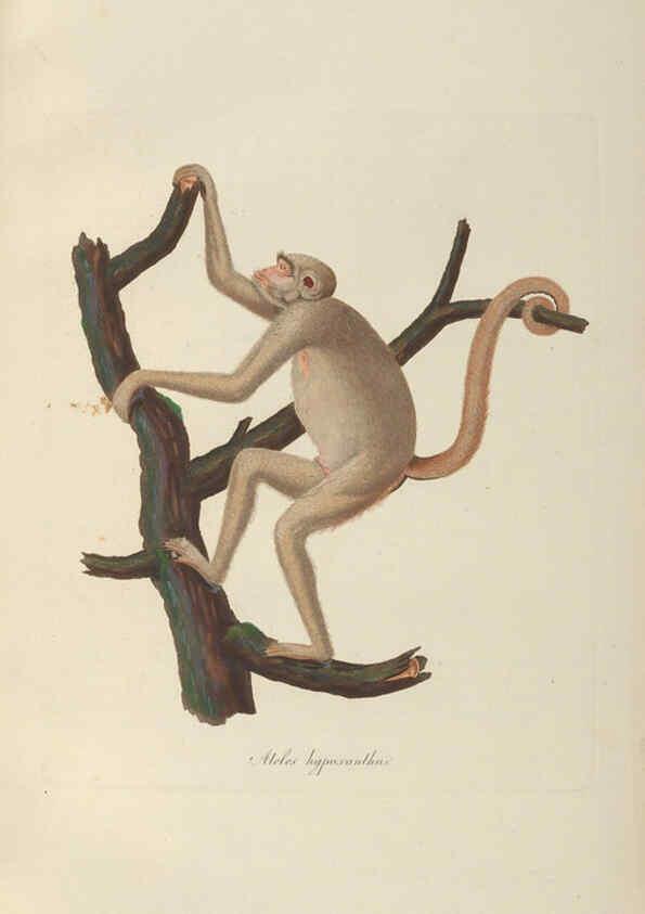 Reproducción/Reproduction 6012402450: Abbildungen zur Naturgeschichte Brasiliens Weimar :im Verlage des Grossherzogl. Sächs. priv. Landes-Industrie-Comptoirs,1822-1831