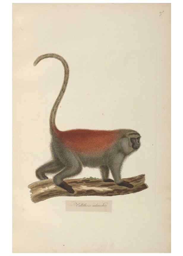 Reproducción/Reproduction 6012402760: Abbildungen zur Naturgeschichte Brasiliens Weimar :im Verlage des Grossherzogl. Sächs. priv. Landes-Industrie-Comptoirs,1822-1831