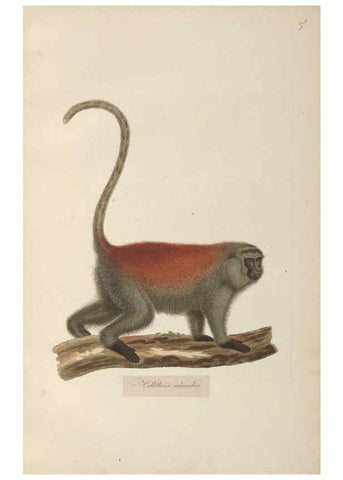 Reproducción/Reproduction 6012402760: Abbildungen zur Naturgeschichte Brasiliens Weimar :im Verlage des Grossherzogl. Sächs. priv. Landes-Industrie-Comptoirs,1822-1831
