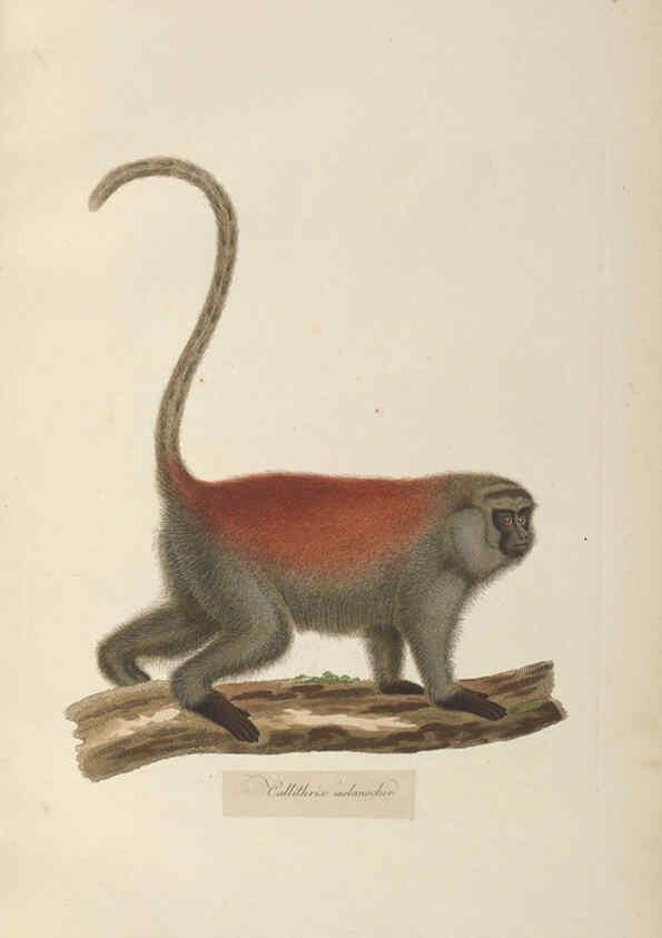 Reproducción/Reproduction 6012402760: Abbildungen zur Naturgeschichte Brasiliens Weimar :im Verlage des Grossherzogl. Sächs. priv. Landes-Industrie-Comptoirs,1822-1831