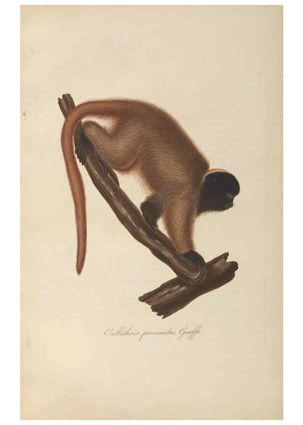 Reproducción/Reproduction 6012403052: Abbildungen zur Naturgeschichte Brasiliens Weimar :im Verlage des Grossherzogl. Sächs. priv. Landes-Industrie-Comptoirs,1822-1831