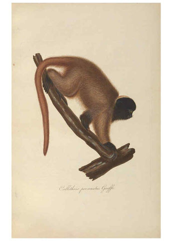 Reproducción/Reproduction 6012403052: Abbildungen zur Naturgeschichte Brasiliens Weimar :im Verlage des Grossherzogl. Sächs. priv. Landes-Industrie-Comptoirs,1822-1831