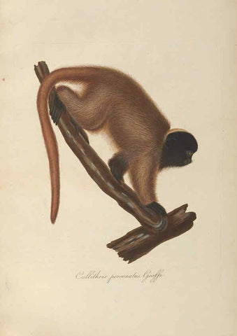 Reproducción/Reproduction 6012403052: Abbildungen zur Naturgeschichte Brasiliens Weimar :im Verlage des Grossherzogl. Sächs. priv. Landes-Industrie-Comptoirs,1822-1831