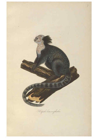 Reproducción/Reproduction 6012403362: Abbildungen zur Naturgeschichte Brasiliens Weimar :im Verlage des Grossherzogl. Sächs. priv. Landes-Industrie-Comptoirs,1822-1831