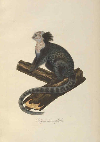Reproducción/Reproduction 6012403362: Abbildungen zur Naturgeschichte Brasiliens Weimar :im Verlage des Grossherzogl. Sächs. priv. Landes-Industrie-Comptoirs,1822-1831