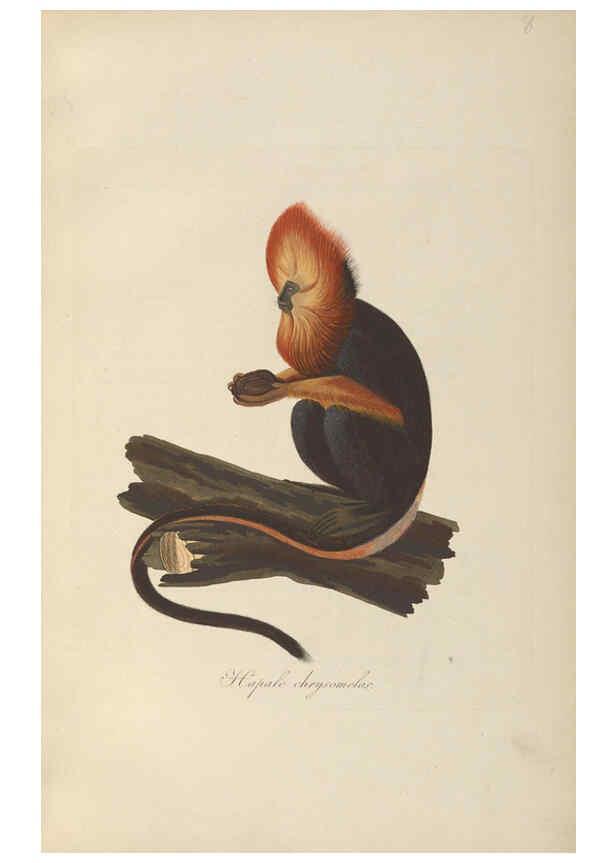 Reproducción/Reproduction 6011856823: Abbildungen zur Naturgeschichte Brasiliens Weimar :im Verlage des Grossherzogl. Sächs. priv. Landes-Industrie-Comptoirs,1822-1831