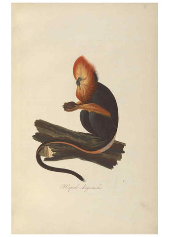 Reproducción/Reproduction 6011856823: Abbildungen zur Naturgeschichte Brasiliens Weimar :im Verlage des Grossherzogl. Sächs. priv. Landes-Industrie-Comptoirs,1822-1831