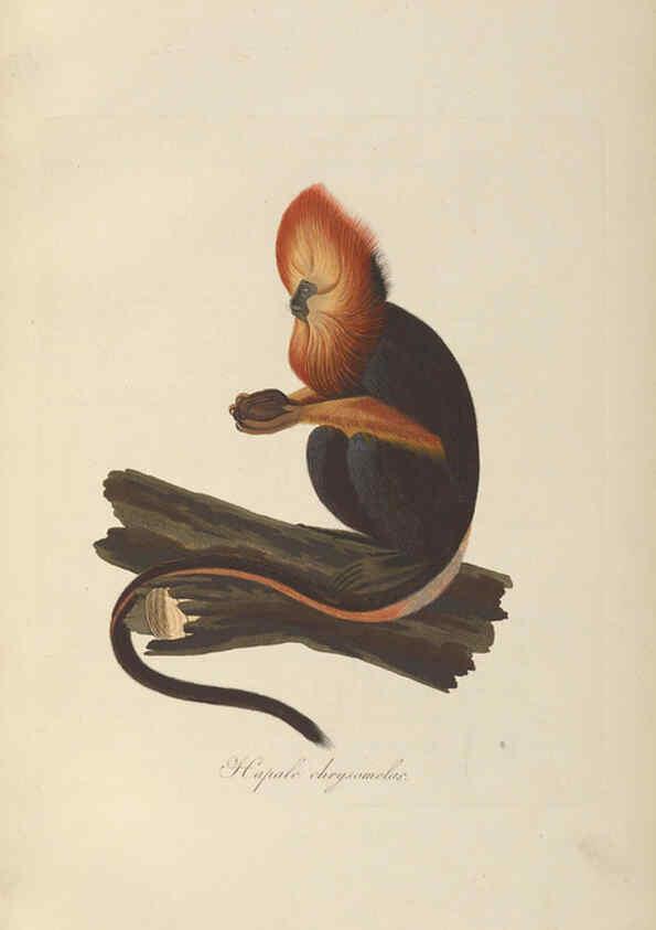 Reproducción/Reproduction 6011856823: Abbildungen zur Naturgeschichte Brasiliens Weimar :im Verlage des Grossherzogl. Sächs. priv. Landes-Industrie-Comptoirs,1822-1831