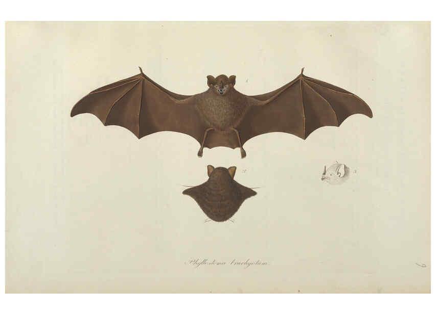 Reproducción/Reproduction 6011857053: Abbildungen zur Naturgeschichte Brasiliens Weimar :im Verlage des Grossherzogl. Sächs. priv. Landes-Industrie-Comptoirs,1822-1831
