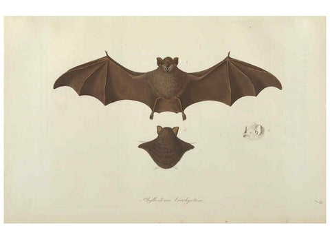Reproducción/Reproduction 6011857053: Abbildungen zur Naturgeschichte Brasiliens Weimar :im Verlage des Grossherzogl. Sächs. priv. Landes-Industrie-Comptoirs,1822-1831