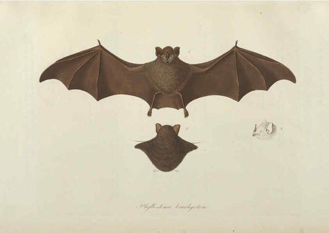 Reproducción/Reproduction 6011857053: Abbildungen zur Naturgeschichte Brasiliens Weimar :im Verlage des Grossherzogl. Sächs. priv. Landes-Industrie-Comptoirs,1822-1831