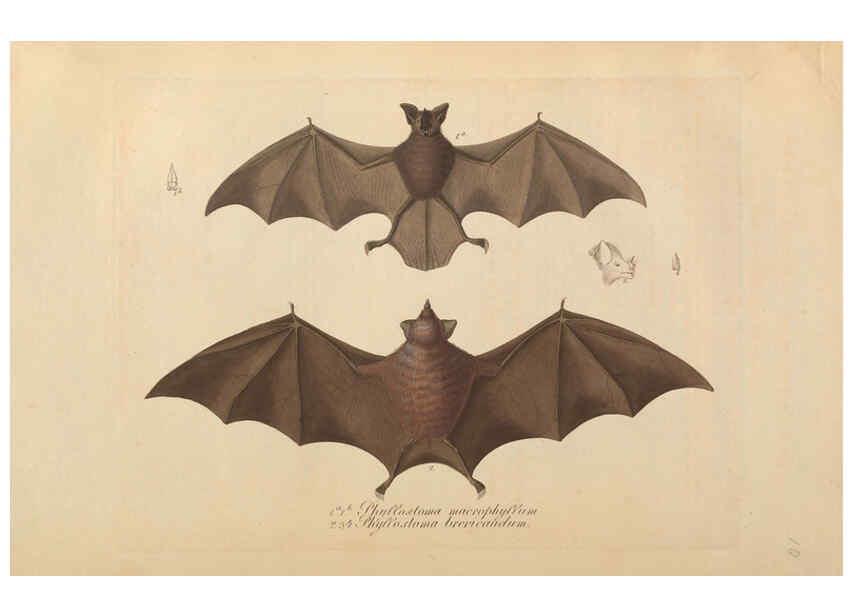 Reproducción/Reproduction 6011857337: Abbildungen zur Naturgeschichte Brasiliens Weimar :im Verlage des Grossherzogl. Sächs. priv. Landes-Industrie-Comptoirs,1822-1831