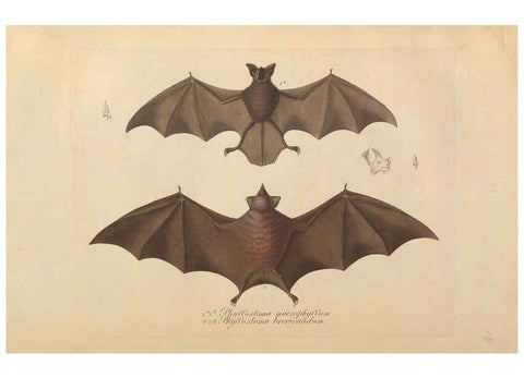 Reproducción/Reproduction 6011857337: Abbildungen zur Naturgeschichte Brasiliens Weimar :im Verlage des Grossherzogl. Sächs. priv. Landes-Industrie-Comptoirs,1822-1831