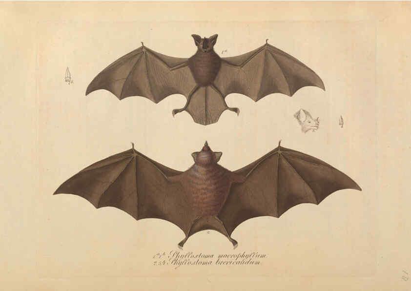 Reproducción/Reproduction 6011857337: Abbildungen zur Naturgeschichte Brasiliens Weimar :im Verlage des Grossherzogl. Sächs. priv. Landes-Industrie-Comptoirs,1822-1831