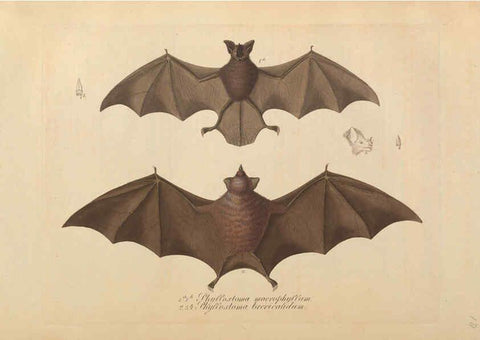 Reproducción/Reproduction 6011857337: Abbildungen zur Naturgeschichte Brasiliens Weimar :im Verlage des Grossherzogl. Sächs. priv. Landes-Industrie-Comptoirs,1822-1831