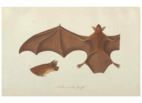 Reproducción/Reproduction 6011857697: Abbildungen zur Naturgeschichte Brasiliens Weimar :im Verlage des Grossherzogl. Sächs. priv. Landes-Industrie-Comptoirs,1822-1831